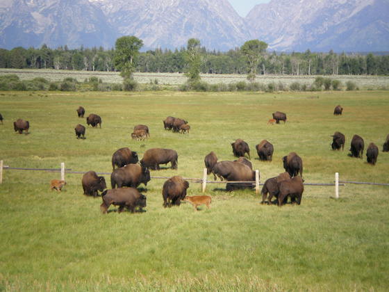 Grand Teton National Park
