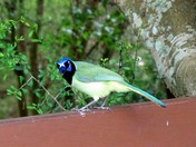 Laguna Atascosa National Wildlife Refuge