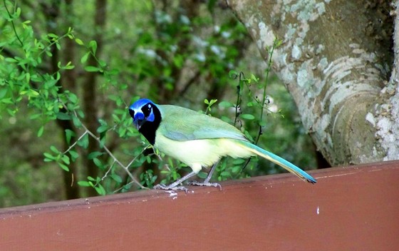 Laguna Atascosa National Wildlife Refuge