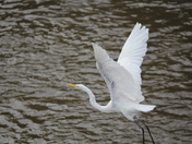 Sam D Hamilton Noxubee National Wildlife Refuge