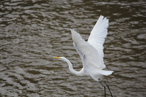 Sam D Hamilton Noxubee National Wildlife Refuge