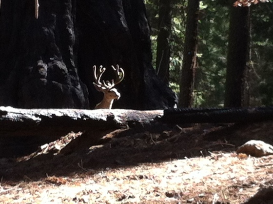 Sequoia National Park