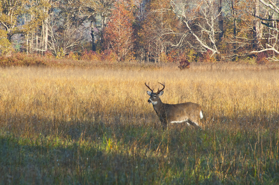 Great Smoky MountainsNational Park