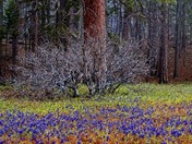 Yosemite