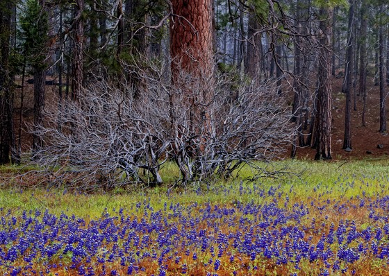 Yosemite