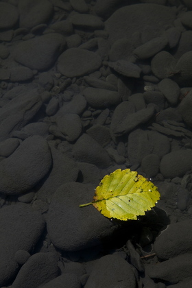 Olympic National Park