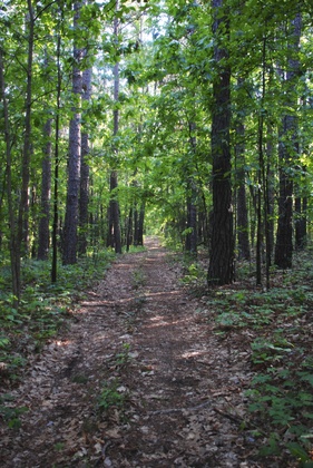 Mark Twain National Forest