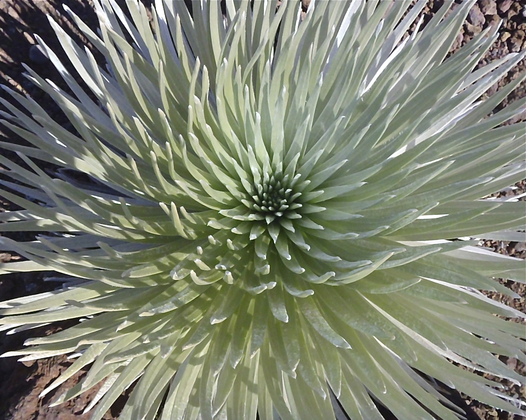 Haleakala National Park