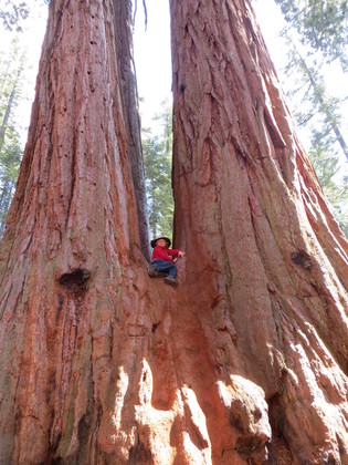 Sequoia National Park