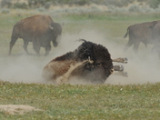 Theodore Roosevelt National Park