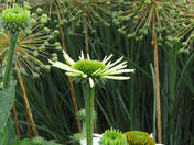 Study In Green And White