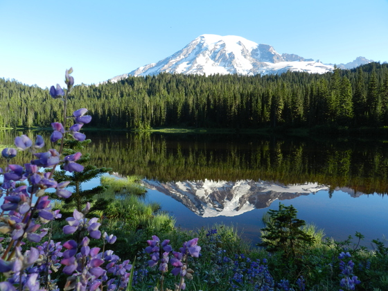 Mt. Rainier