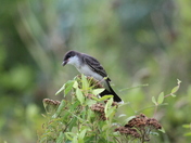 Bombay Hook wildlife refuge