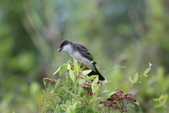 Bombay Hook wildlife refuge