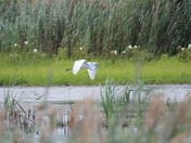 Bombay Hook wildlife refuge