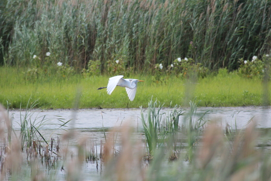Bombay Hook wildlife refuge