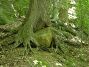 Cuyahoga National Park