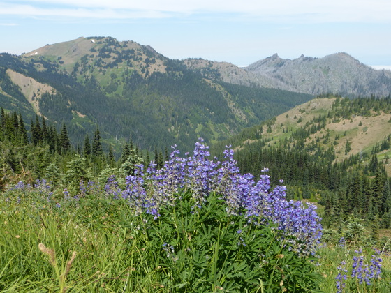 Olympic National Park