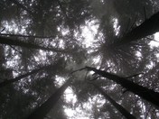 Olympic National Park