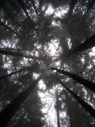 Olympic National Park