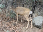 Sequoia National Forest