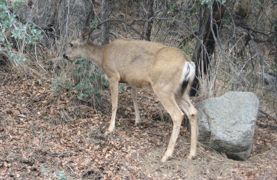 Sequoia National Forest