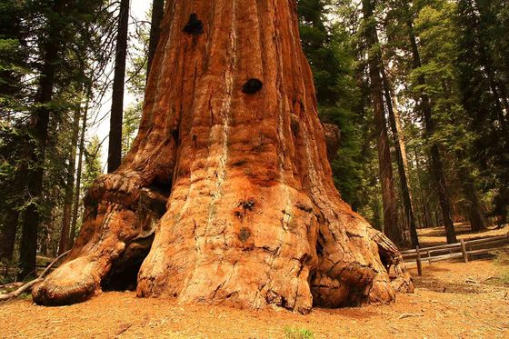 Sequoia National Park