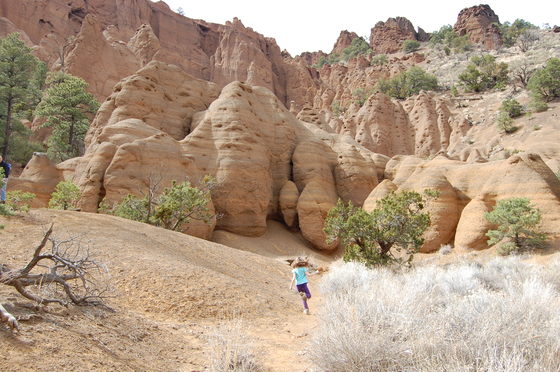 Coconino National Forest/Red mountain