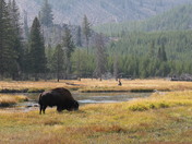 Yellowstone NP