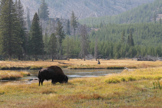 Yellowstone NP