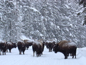 Yellowstone National Park