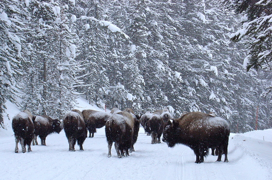 Yellowstone National Park