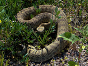 Prairie Rattlesnake