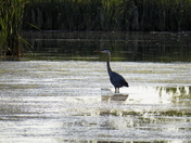 Blue Heron