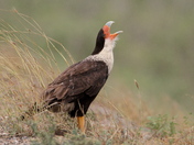 Laguna Atascosa National Wildlife Refuge