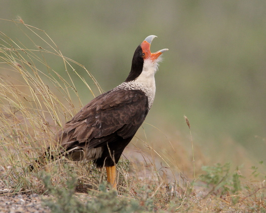 Laguna Atascosa National Wildlife Refuge