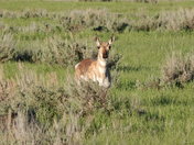 Tetons National Forest