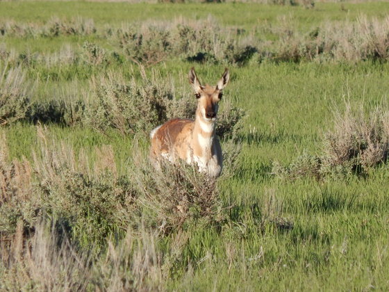 Tetons National Forest