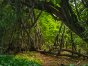 Virgin Islands National Park