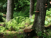 Shennendoah National Park