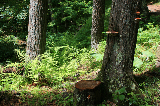 Shennendoah National Park