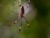 Virgin Islands National Park