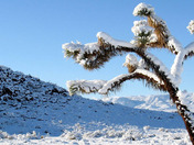 Joshua Tree National Park