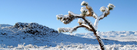 Joshua Tree National Park