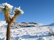 Joshua Tree National Park
