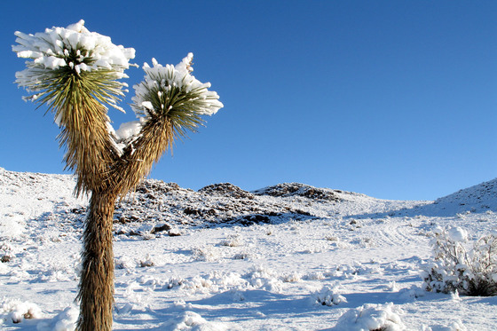 Joshua Tree National Park