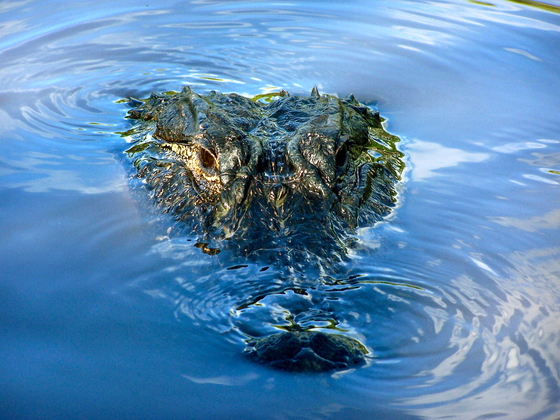 Everglades National Park