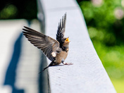 John Heinz Wildlife Refuge