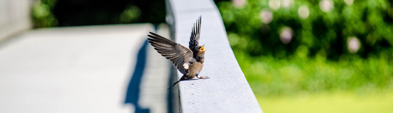 John Heinz Wildlife Refuge