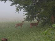 Great Smoky Mountain Nat'l Park